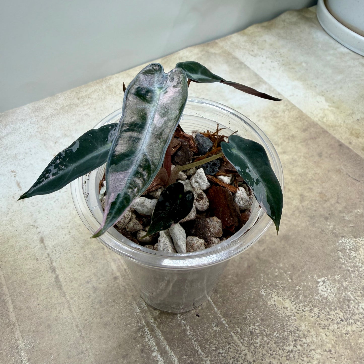 Alocasia Pink Bambino Variegated