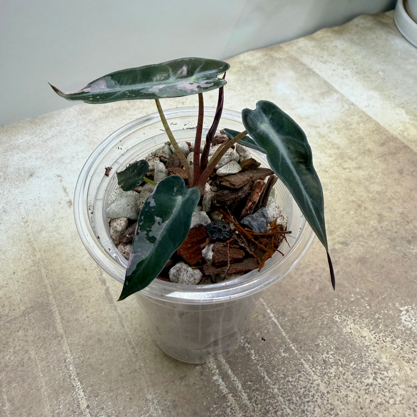 Alocasia Pink Bambino Variegated