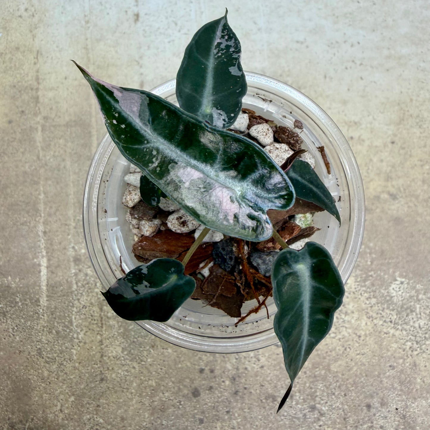 Alocasia Pink Bambino Variegated