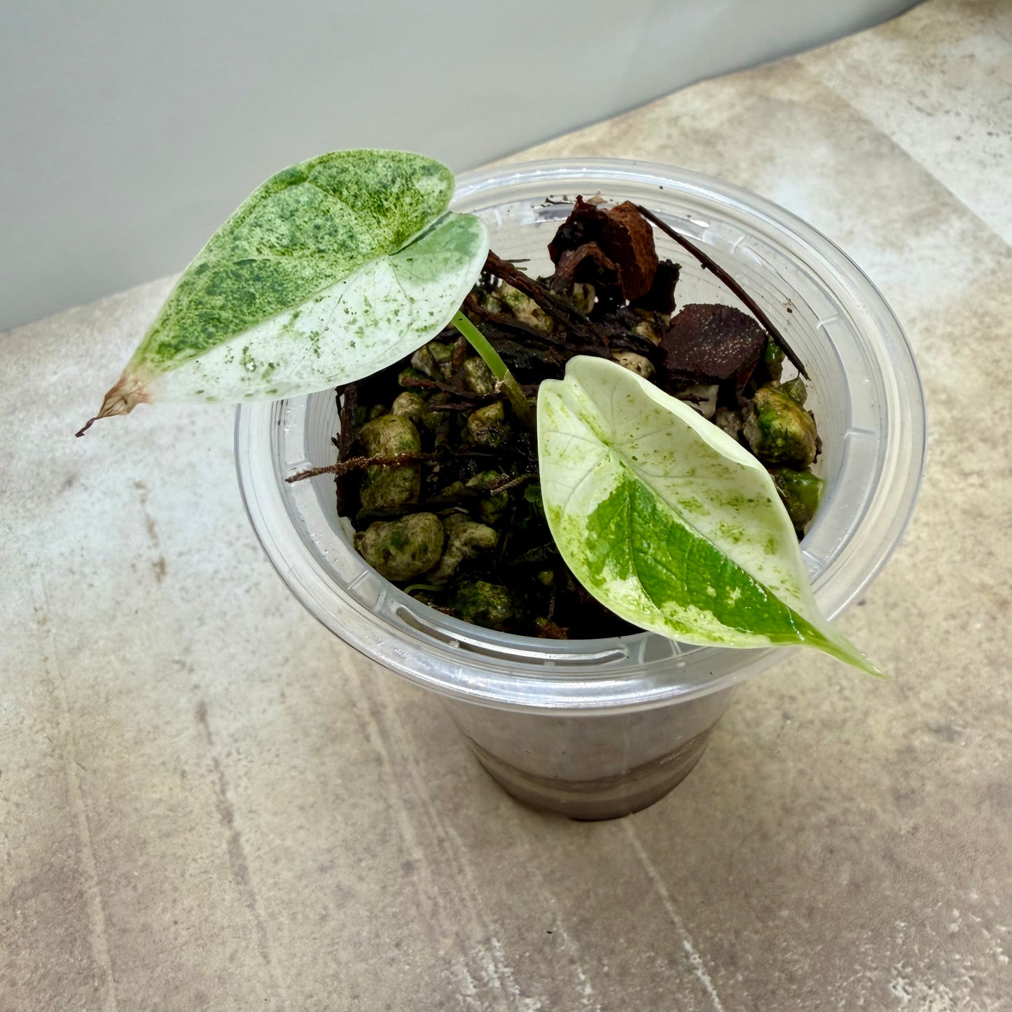 Alocasia Dragon Scale Mint Variegated