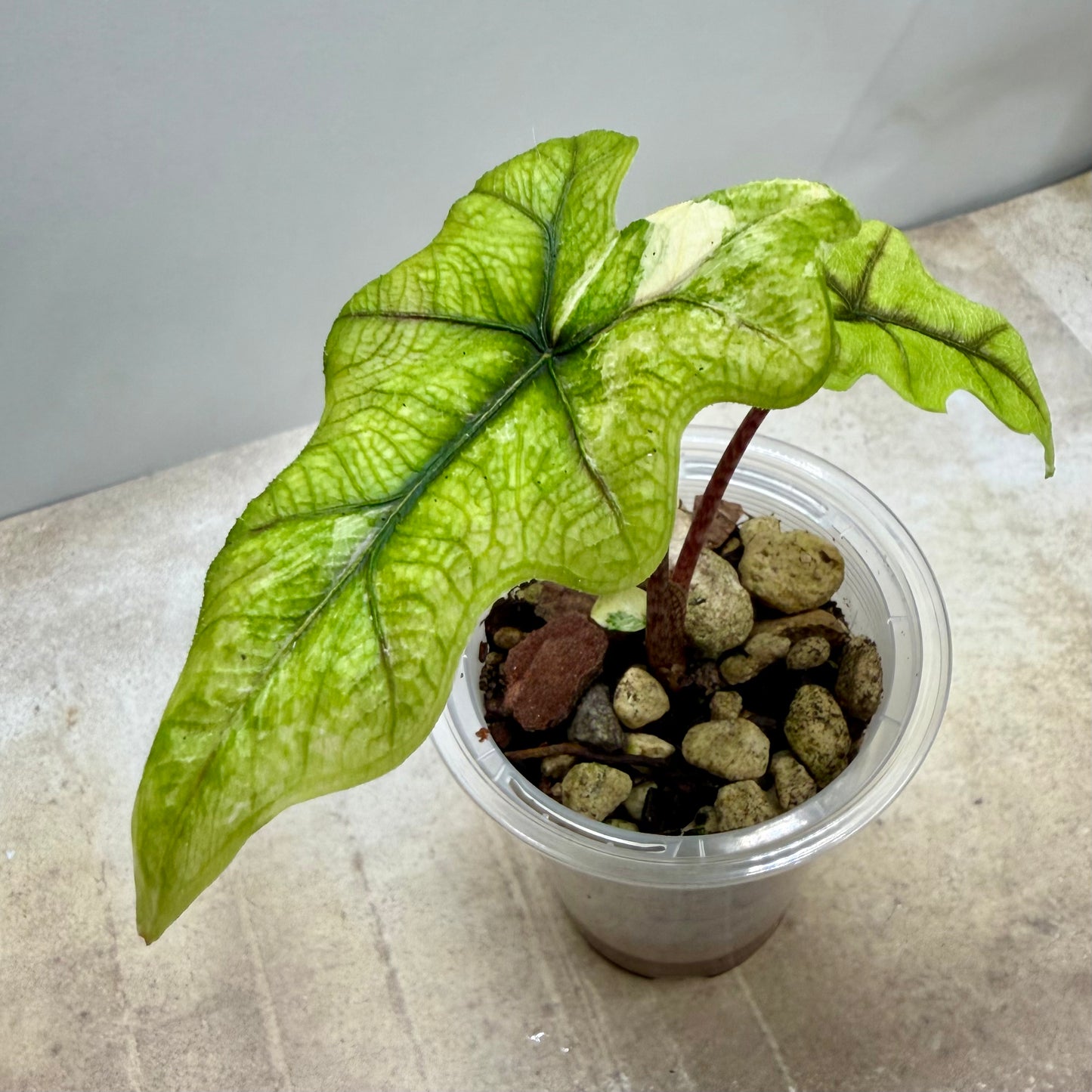 Alocasia Jacklyn Aurea