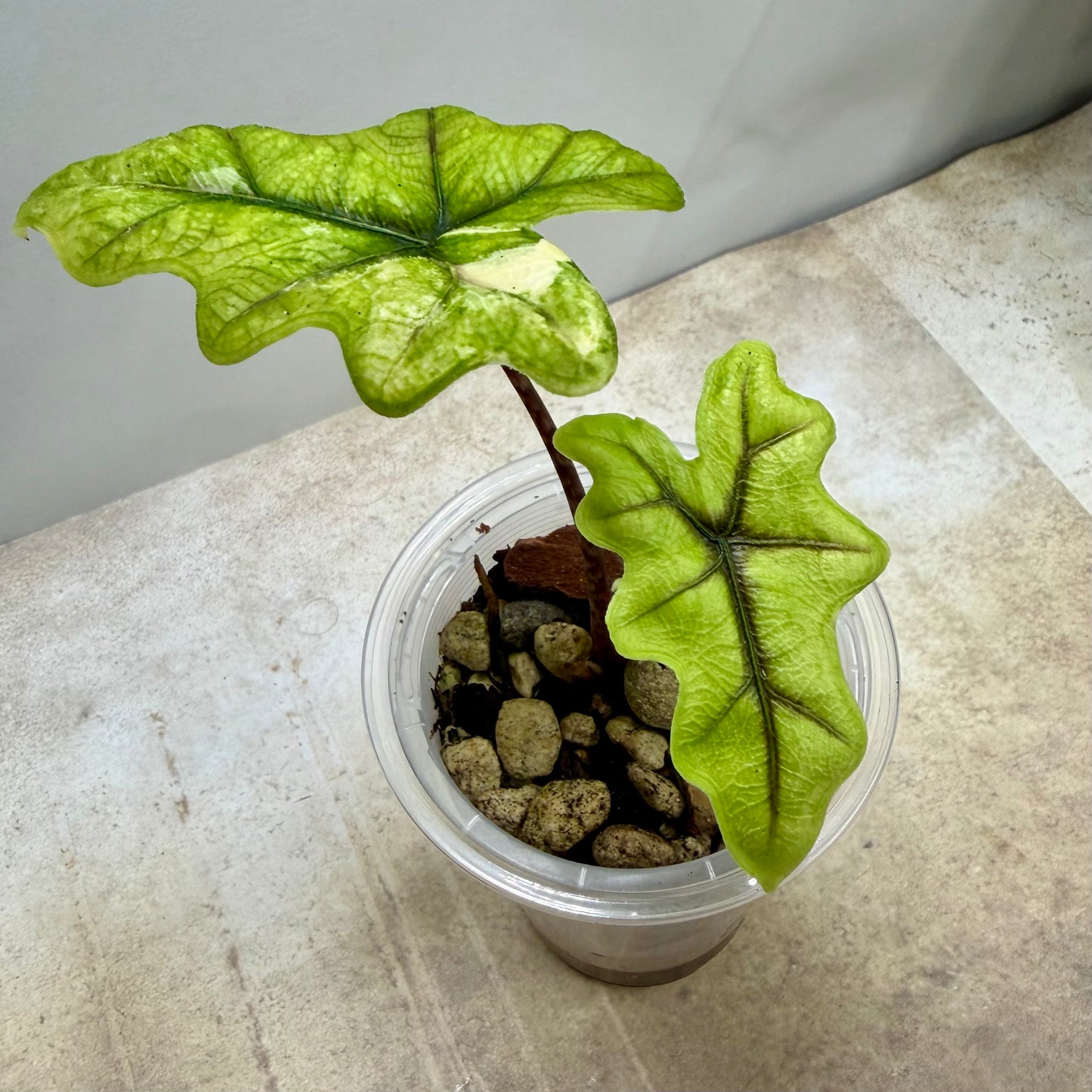 Alocasia Jacklyn Aurea