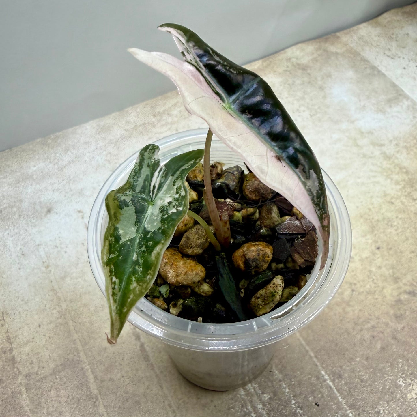 Alocasia Pink Nobilis