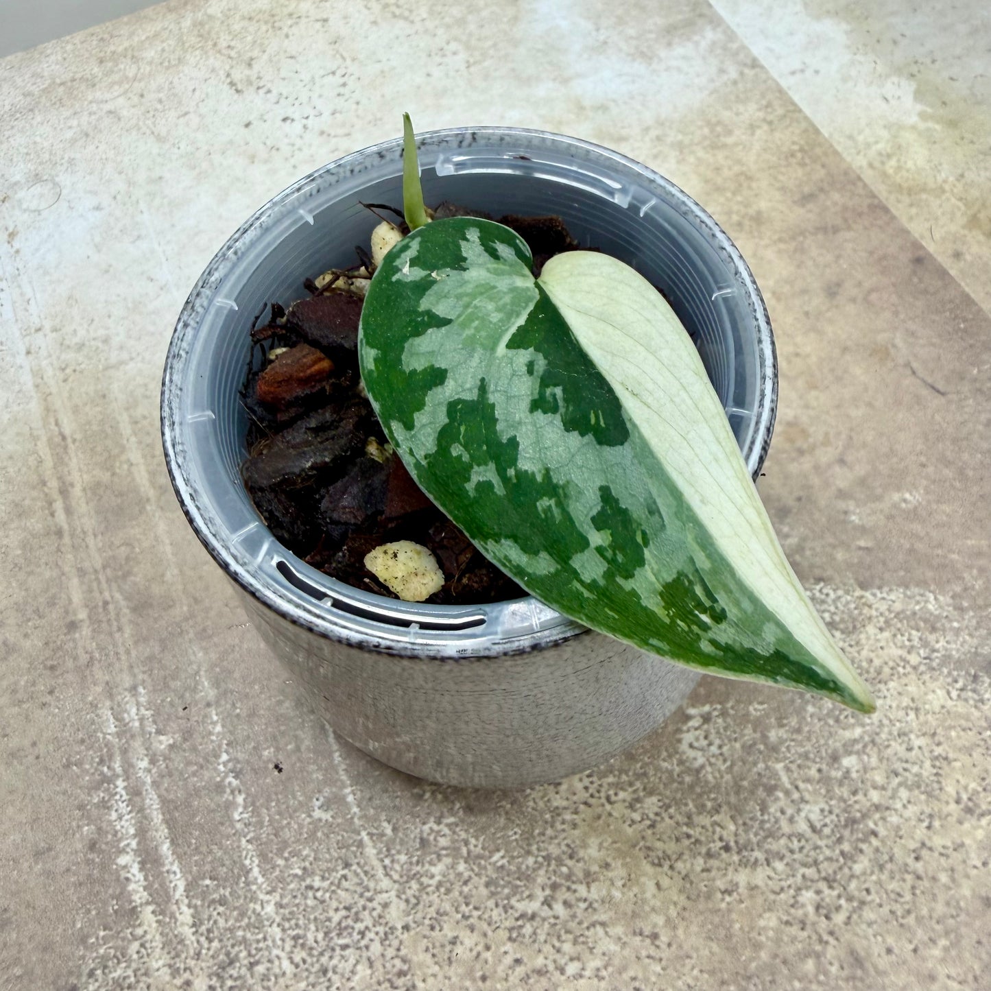 Scindapsus Mayari