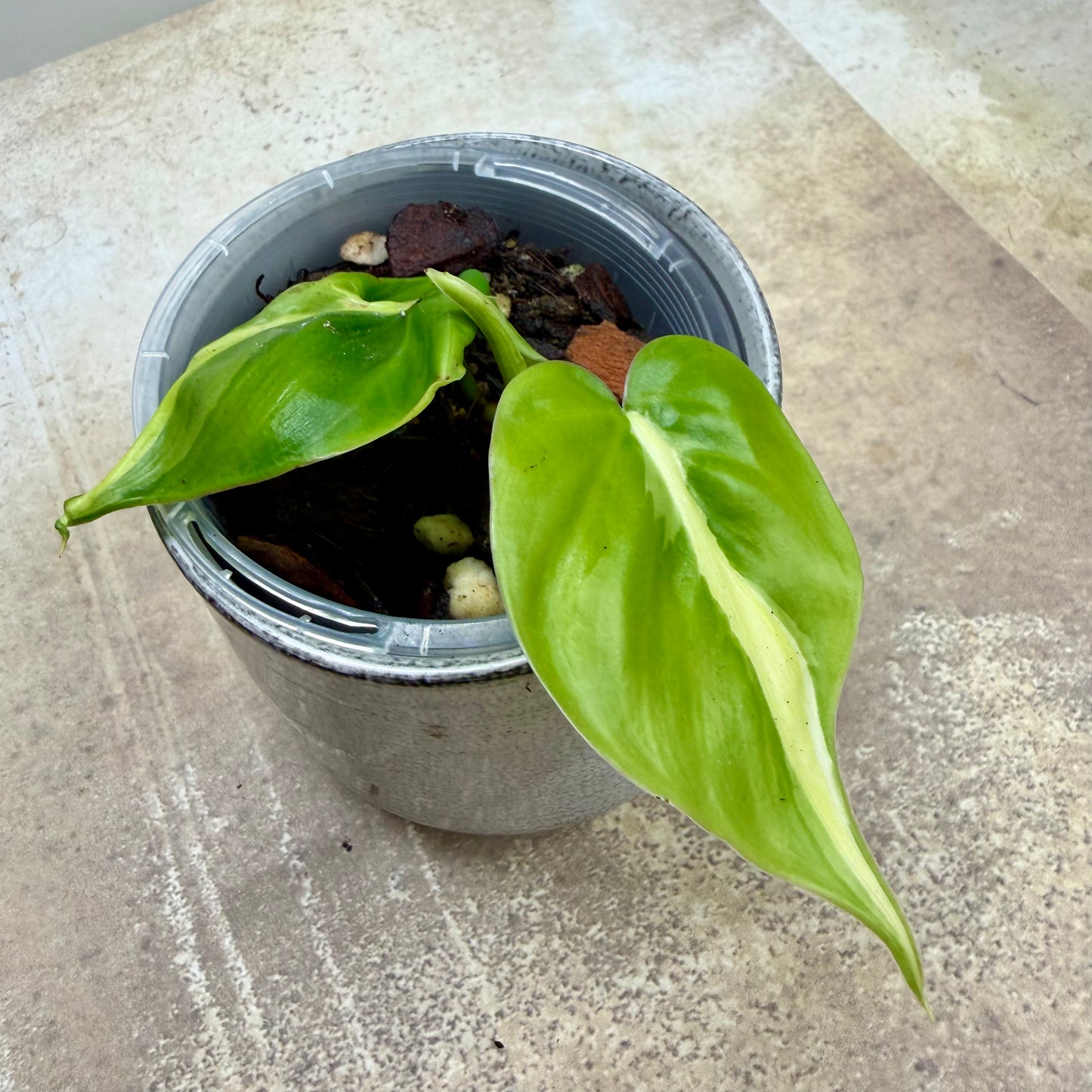 Philodendron Cream Splash