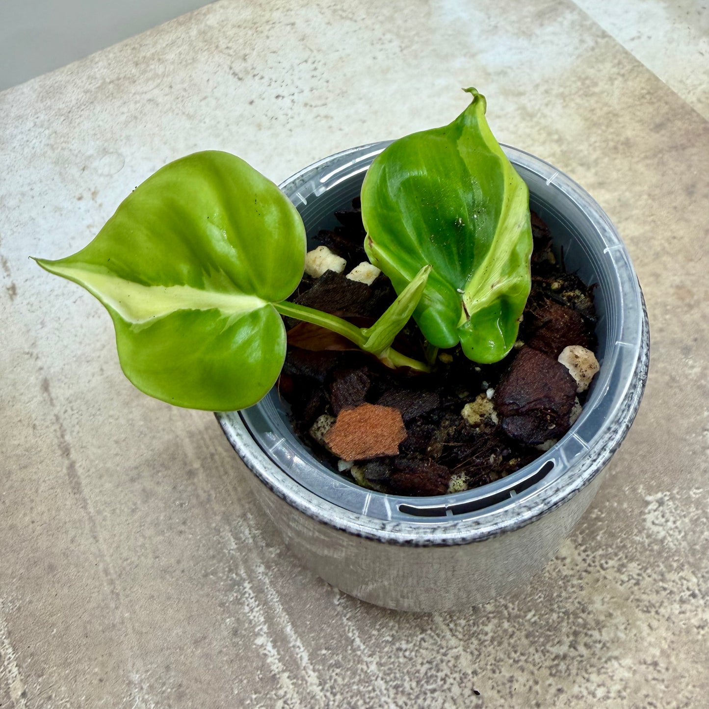 Philodendron Cream Splash