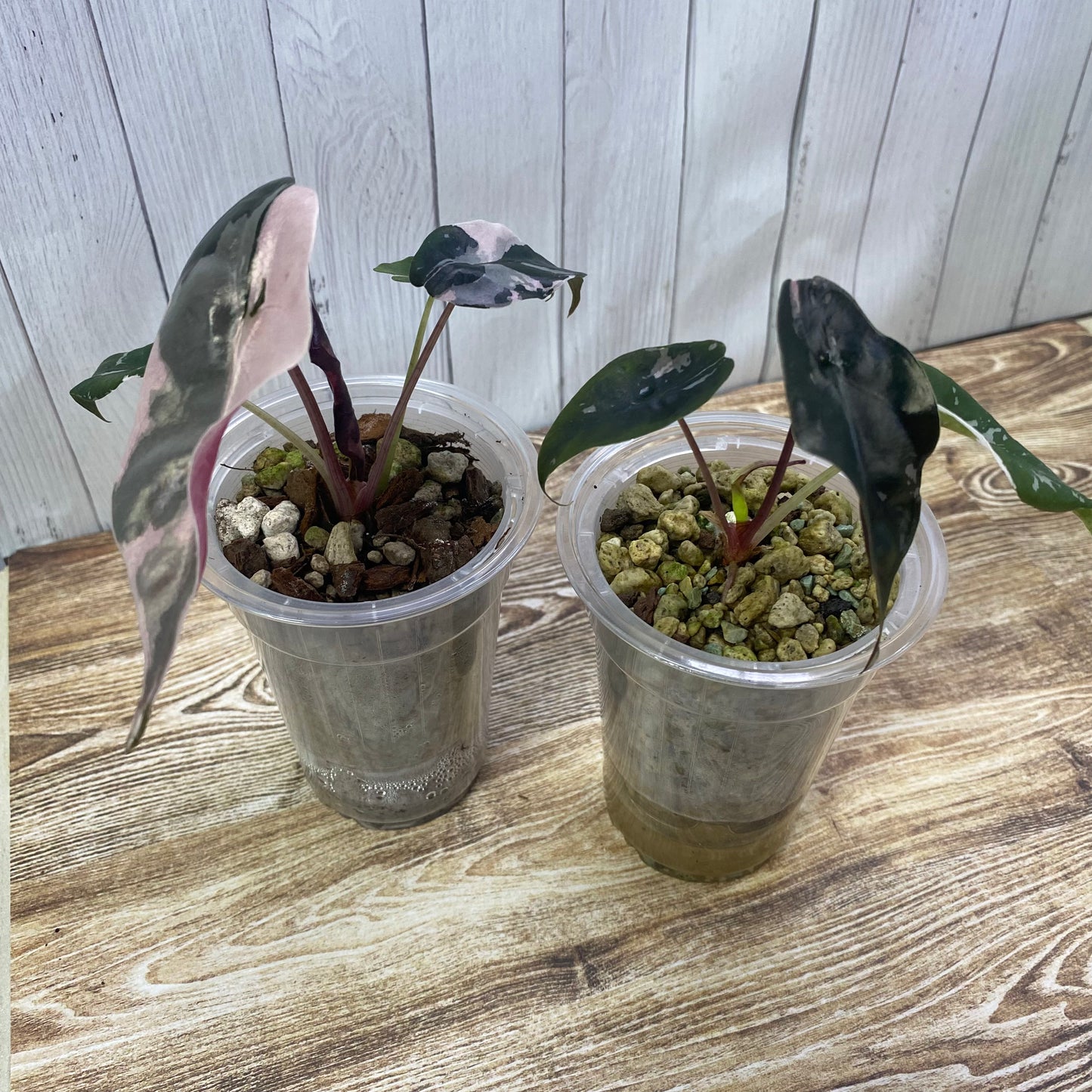 NPG Alocasia Formula