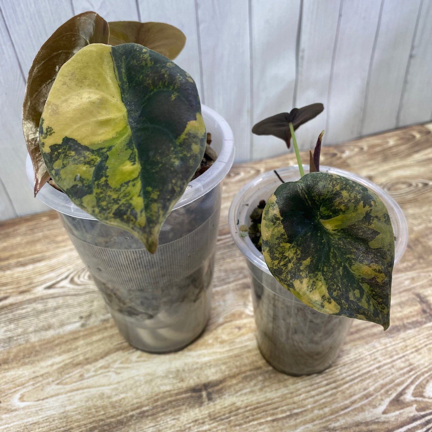 NPG Alocasia Formula