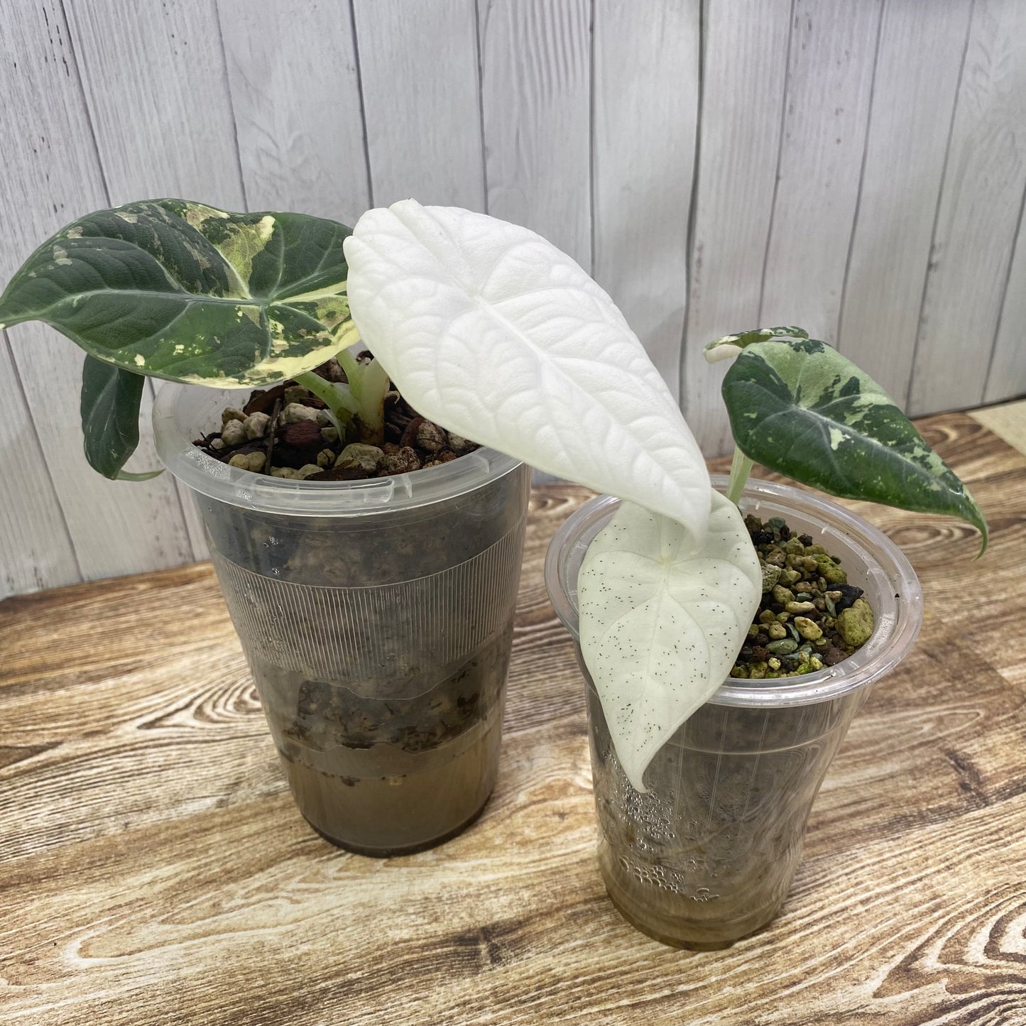 NPG Alocasia Formula