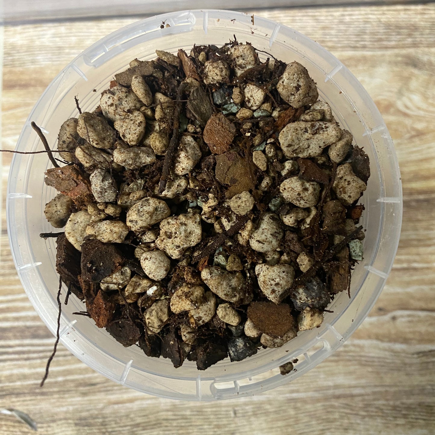 NPG Alocasia Formula