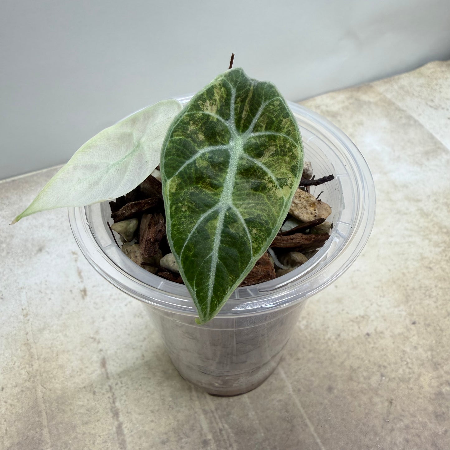 Alocasia Watsonia Pink Variegated