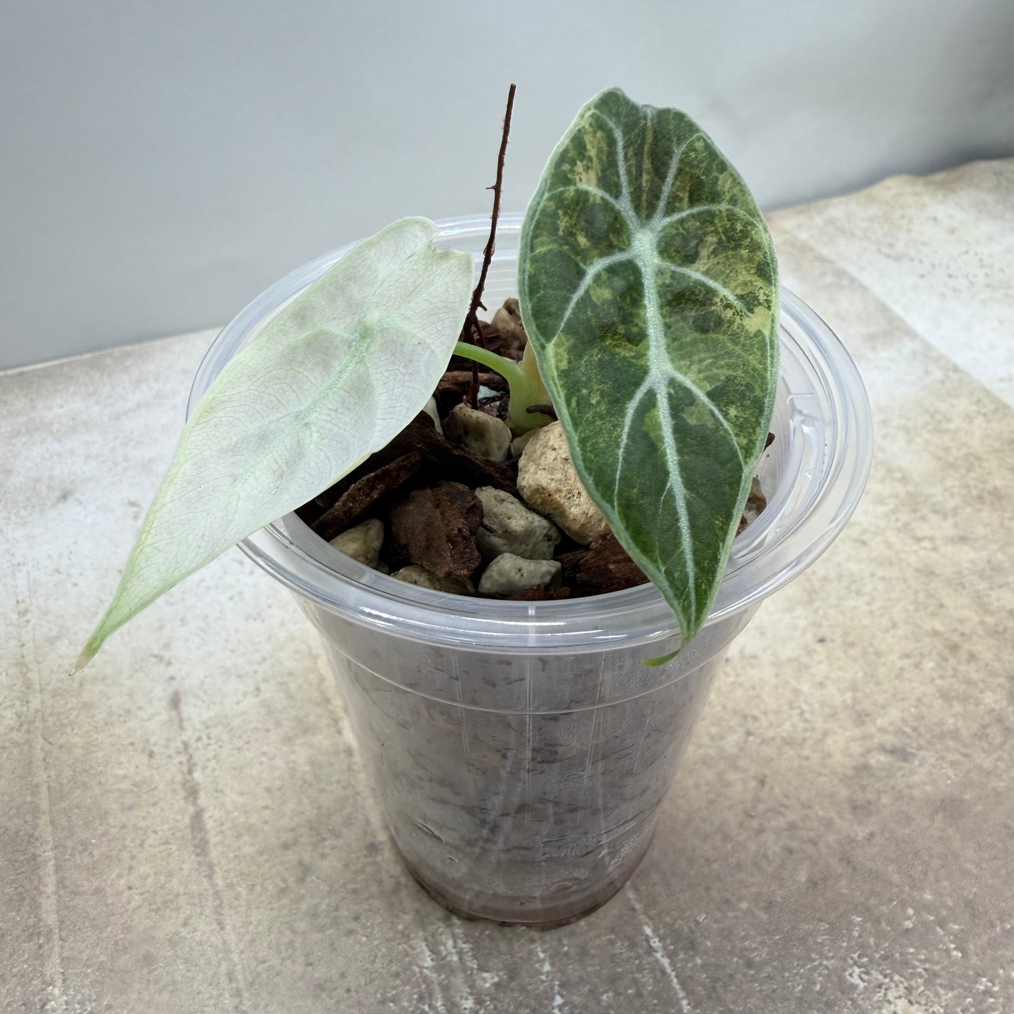 Alocasia Watsonia Pink Variegated