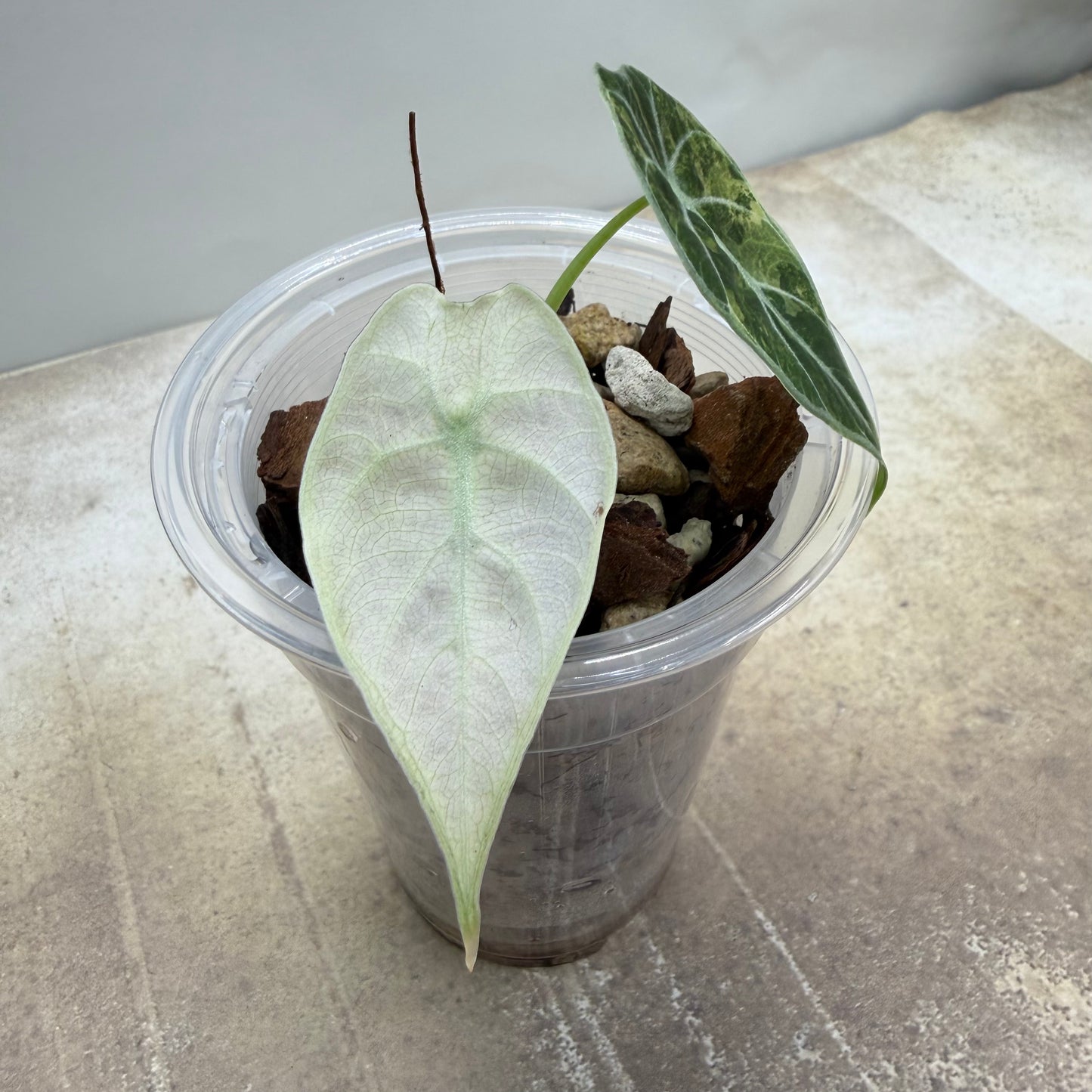 Alocasia Watsonia Pink Variegated