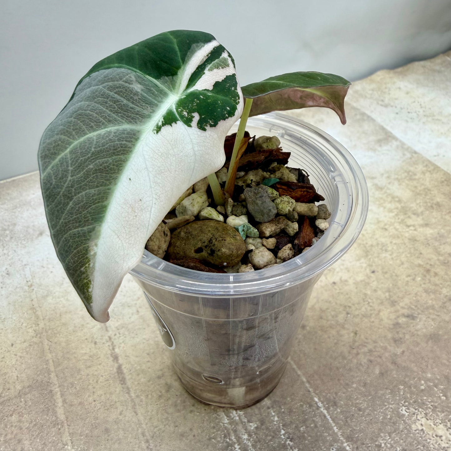 Alocasia Black Velvet 'Pink'