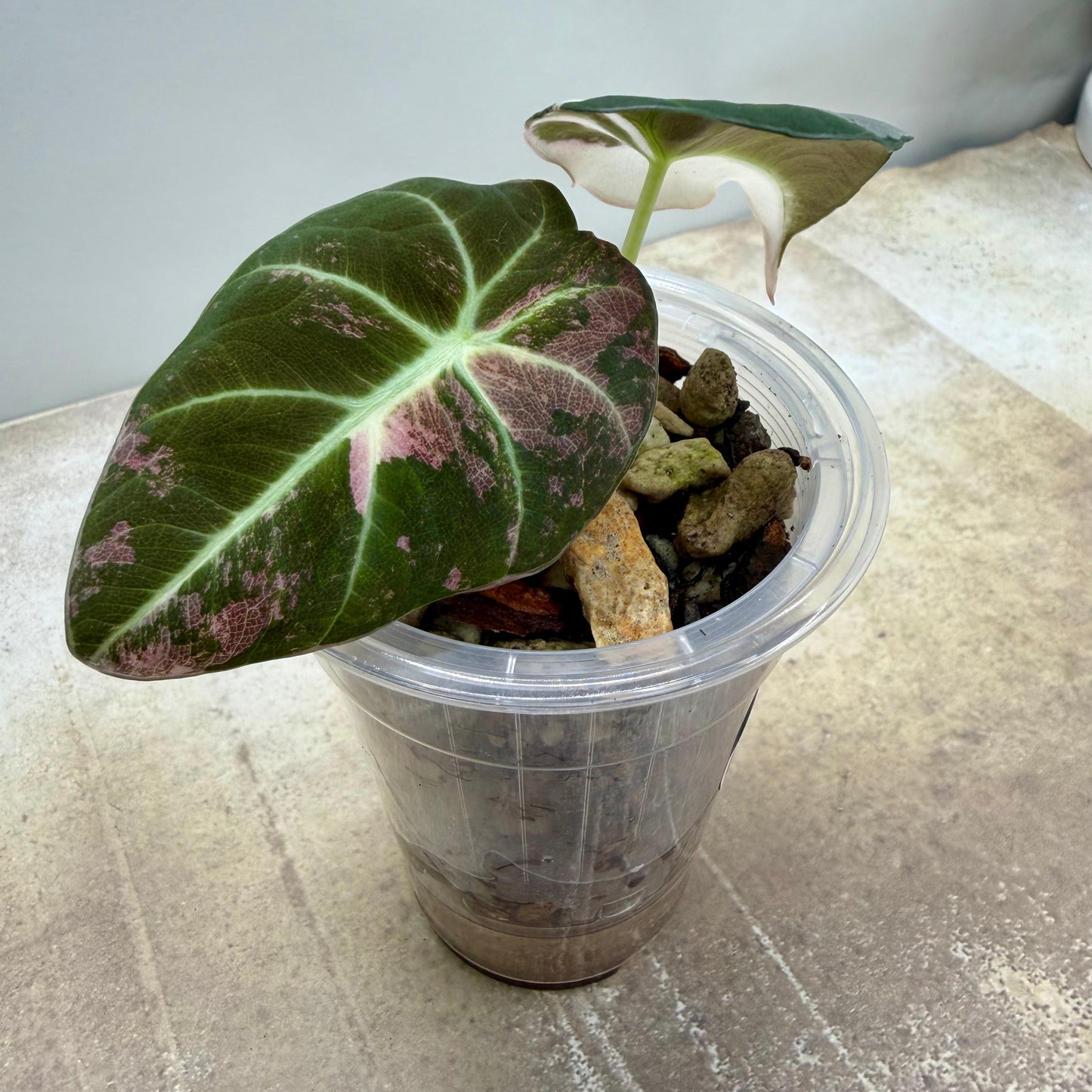 Alocasia Black Velvet 'Pink'