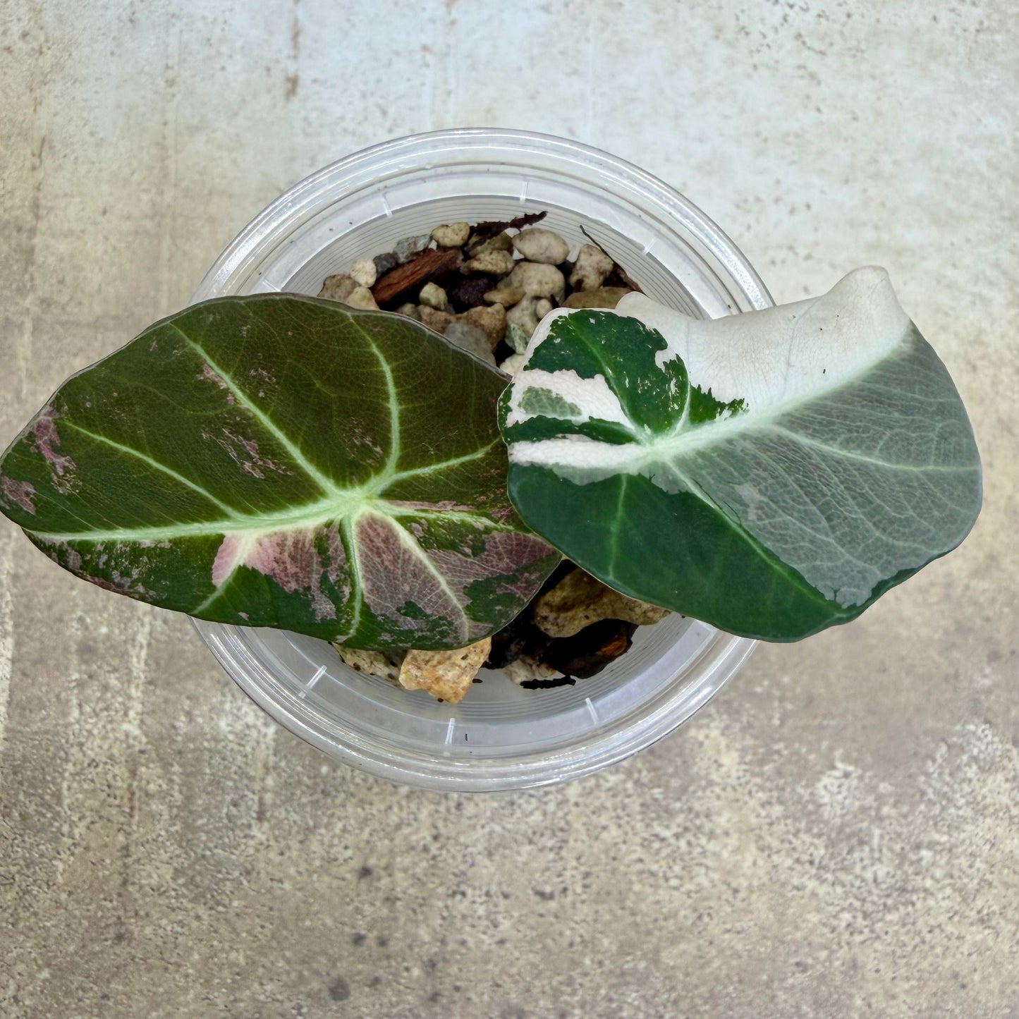 Alocasia Black Velvet 'Pink'