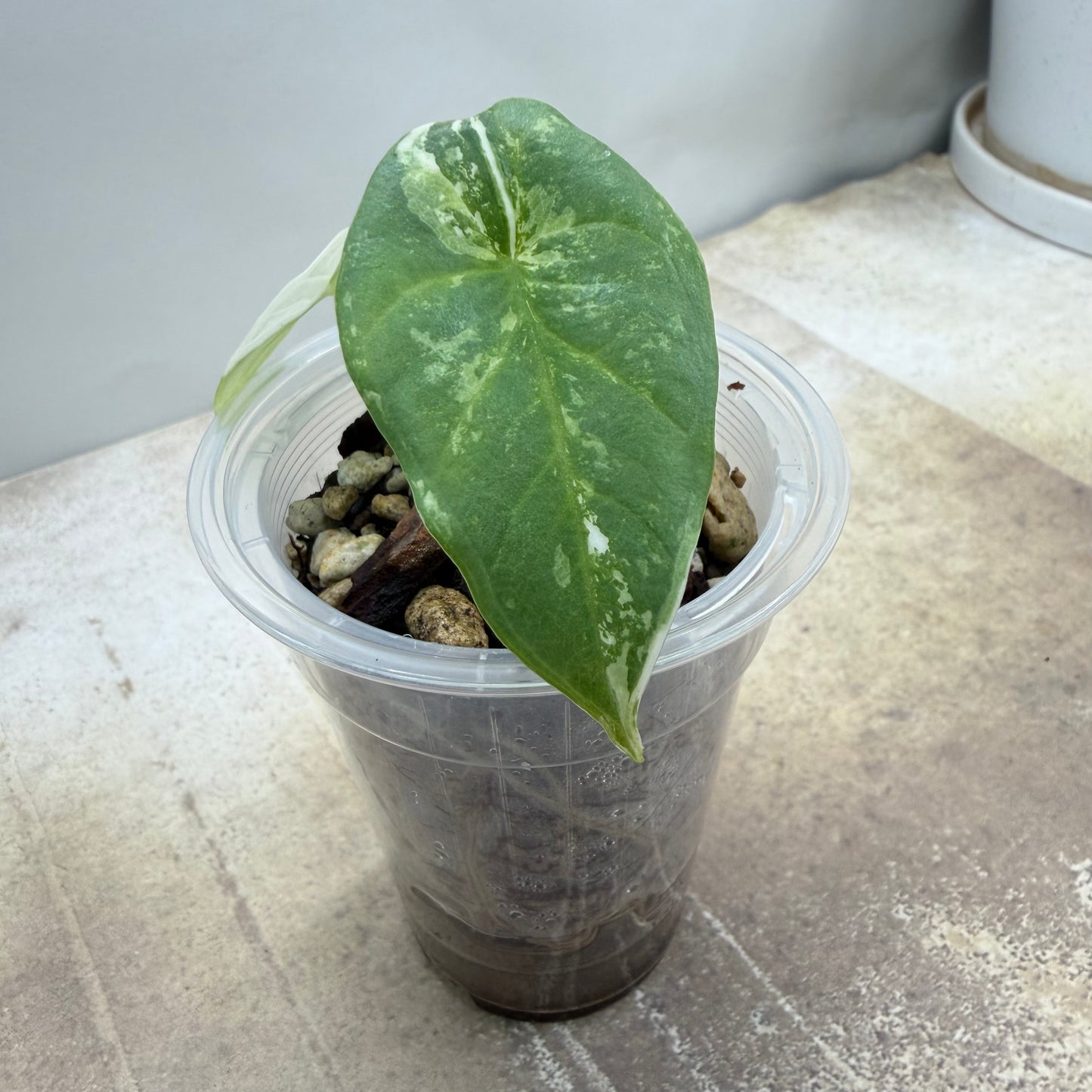 Alocasia Bisma ‘Platinum Albo'