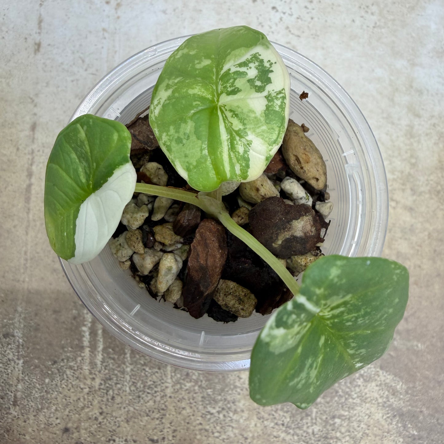 Alocasia Bisma ‘Platinum Albo'