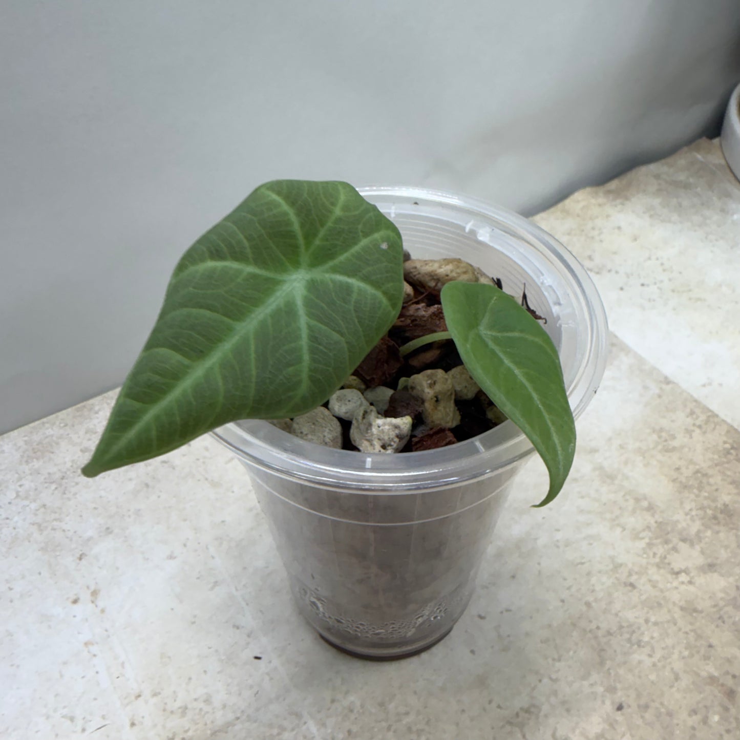 Alocasia Maharani