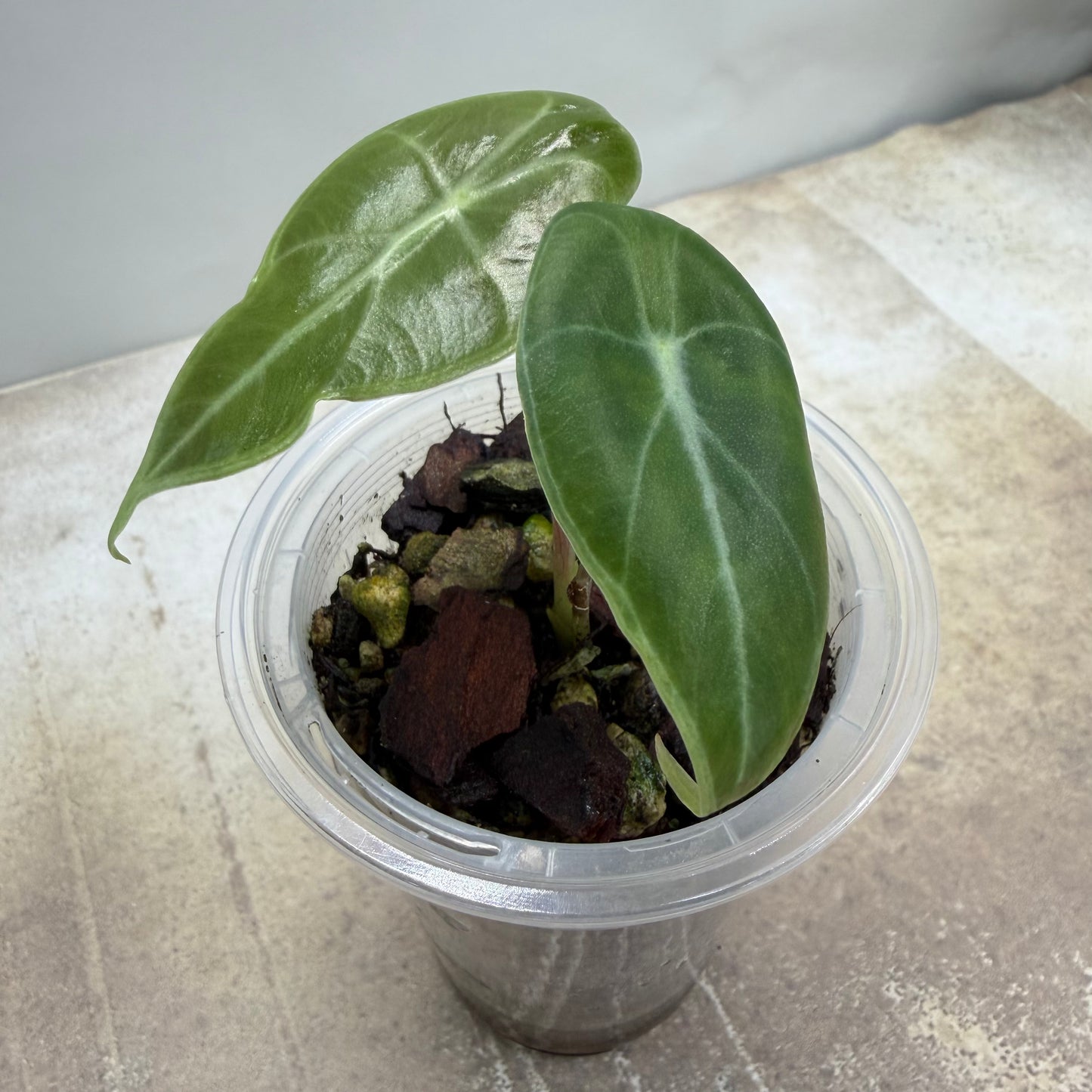 Alocasia Longiloba Suhirmaniana ‘Purple Vein’