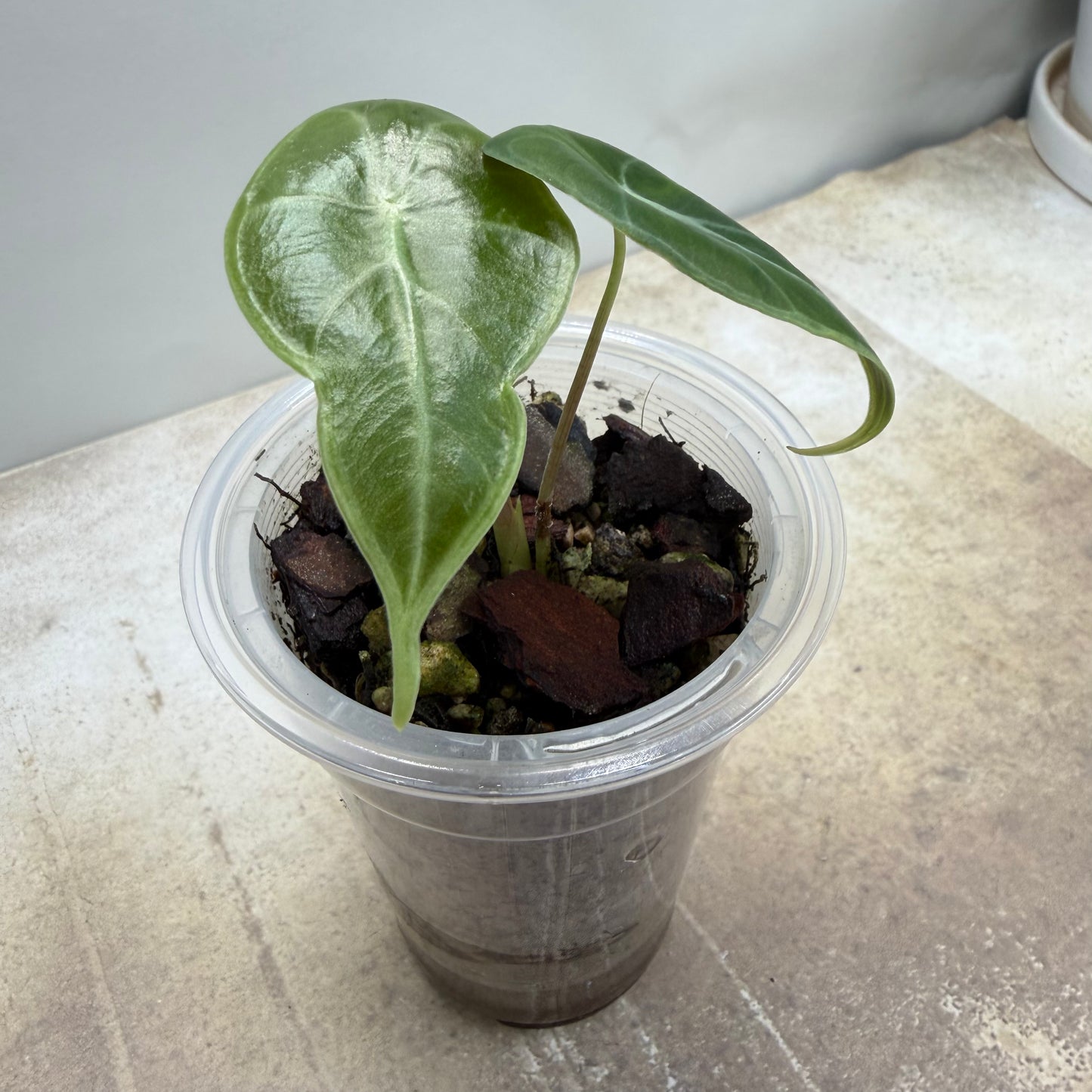 Alocasia Longiloba Suhirmaniana ‘Purple Vein’