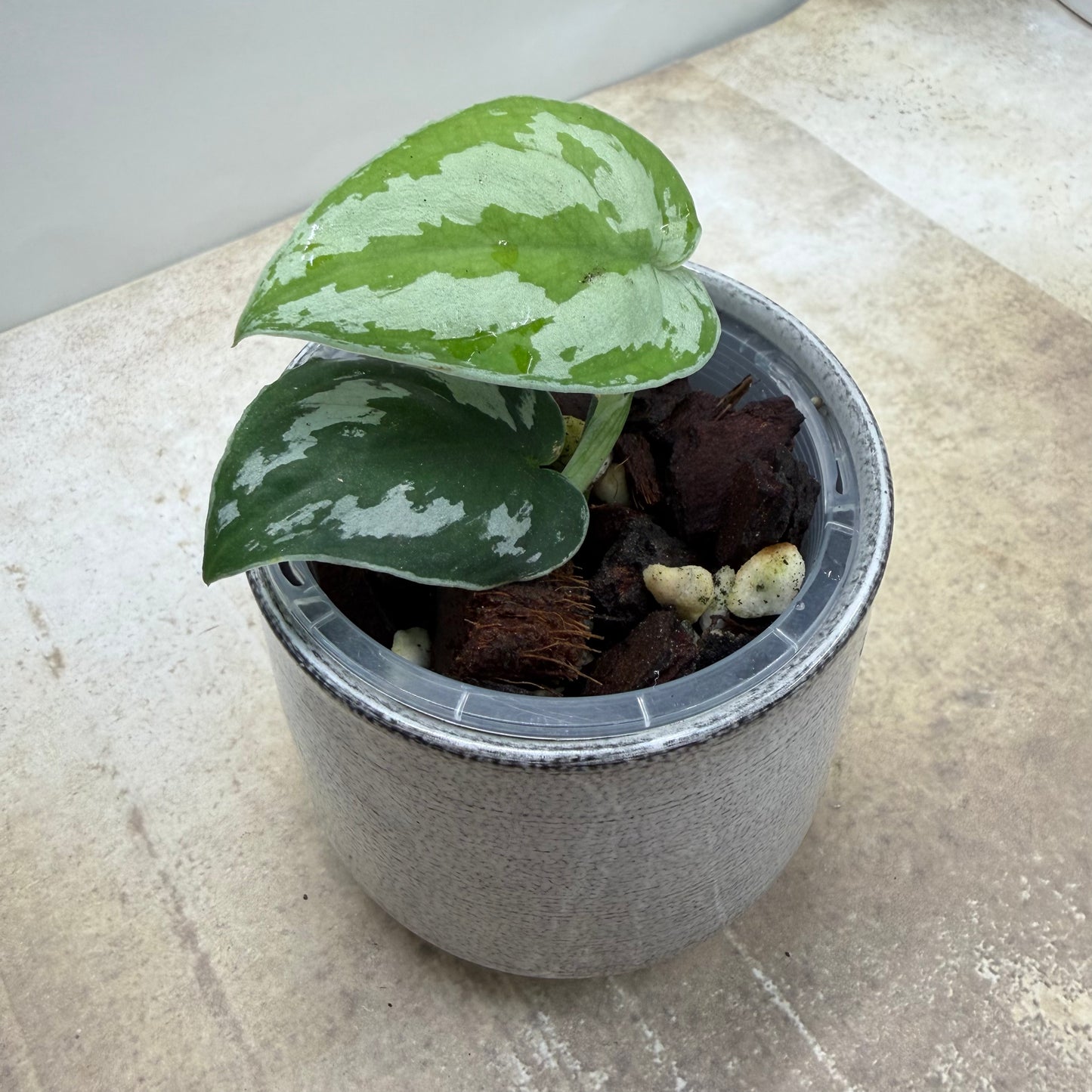Scindapsus Silver Princess
