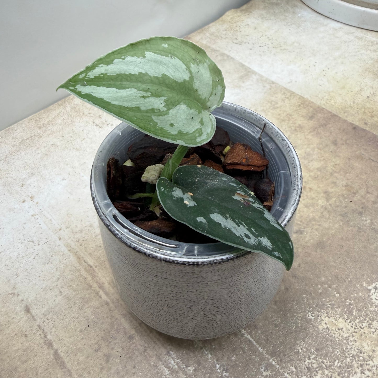 Scindapsus Silver Princess
