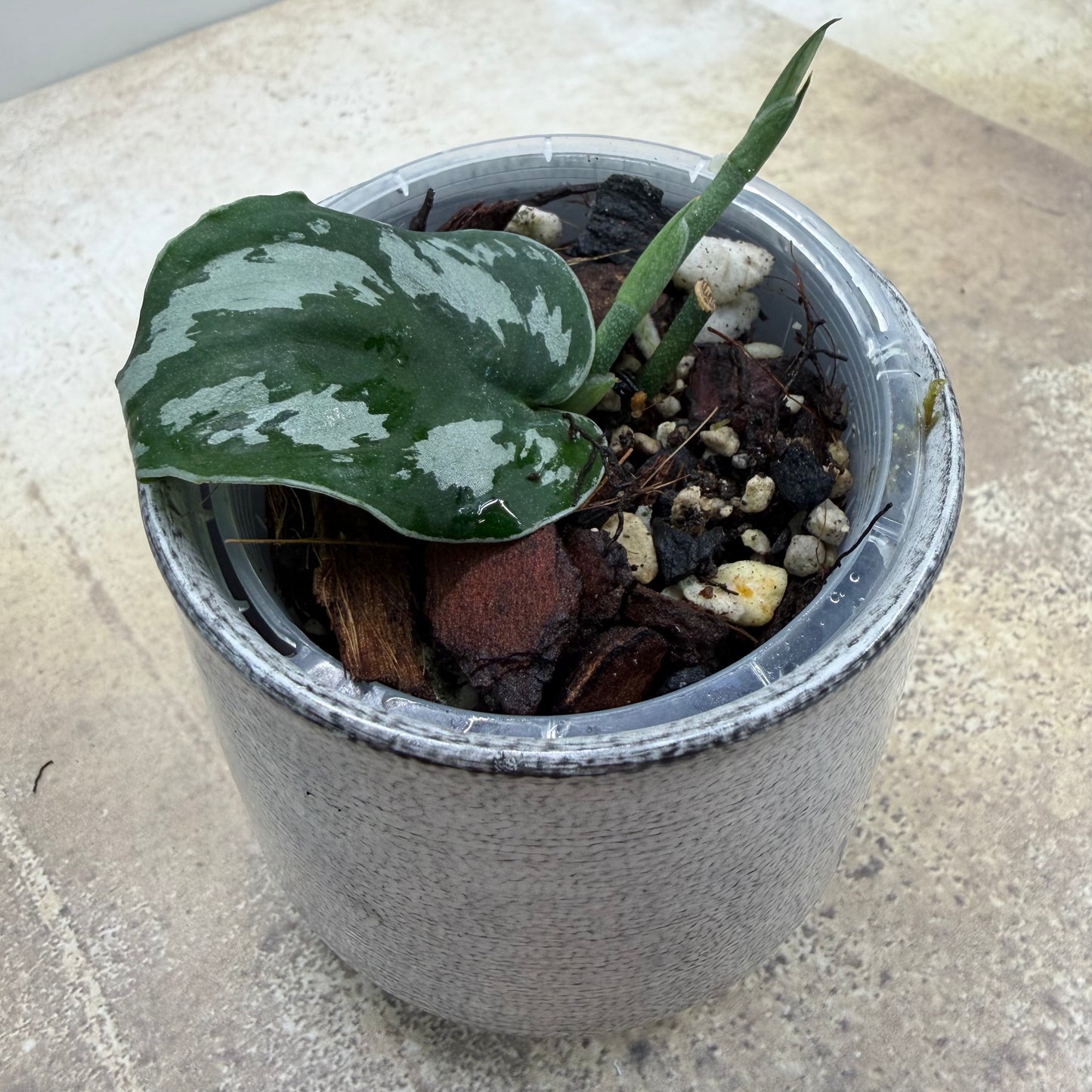 Scindapsus Silver Princess