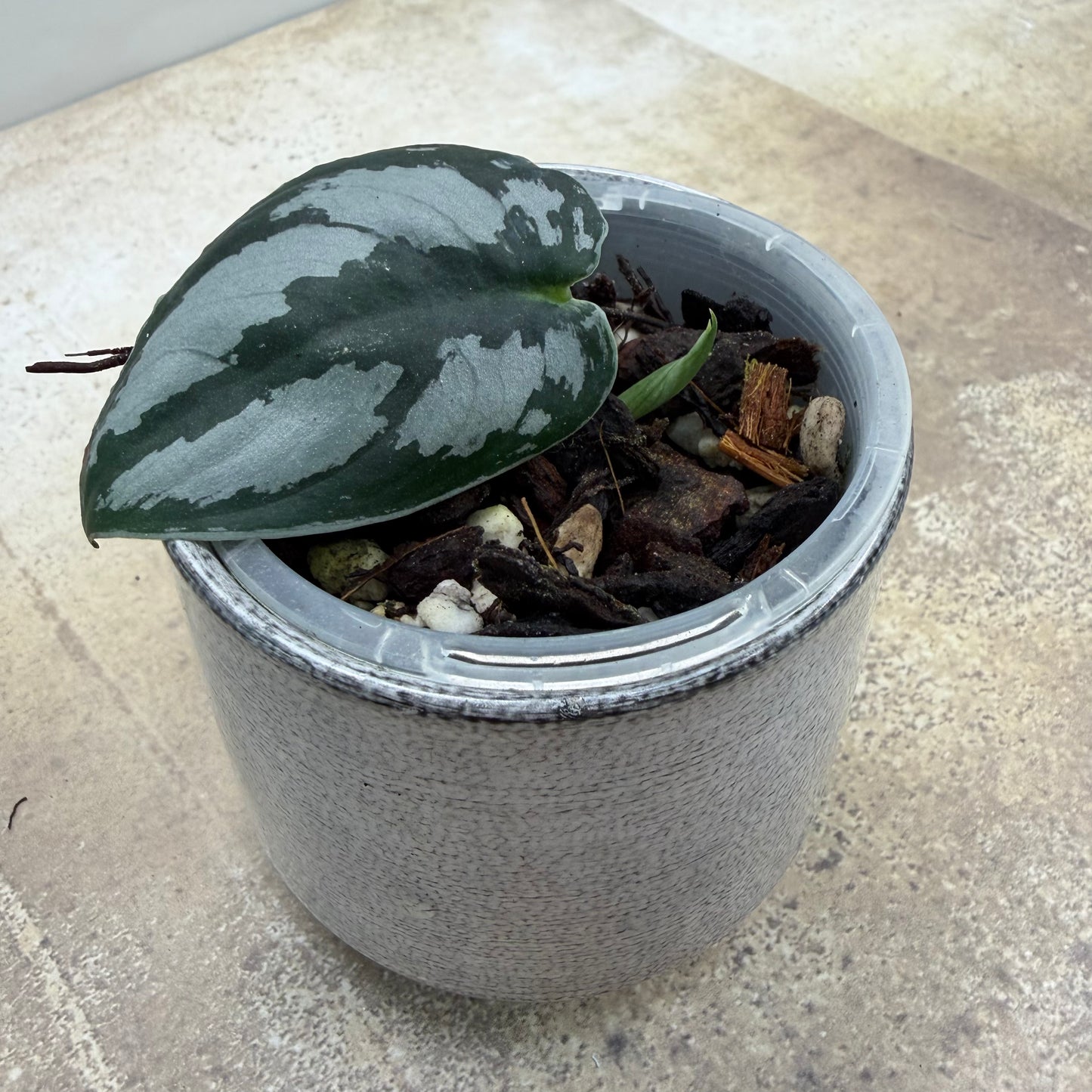 Scindapsus Silver Princess