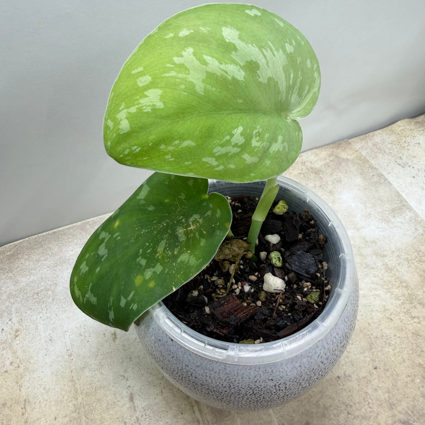 Scindapsus Baticon