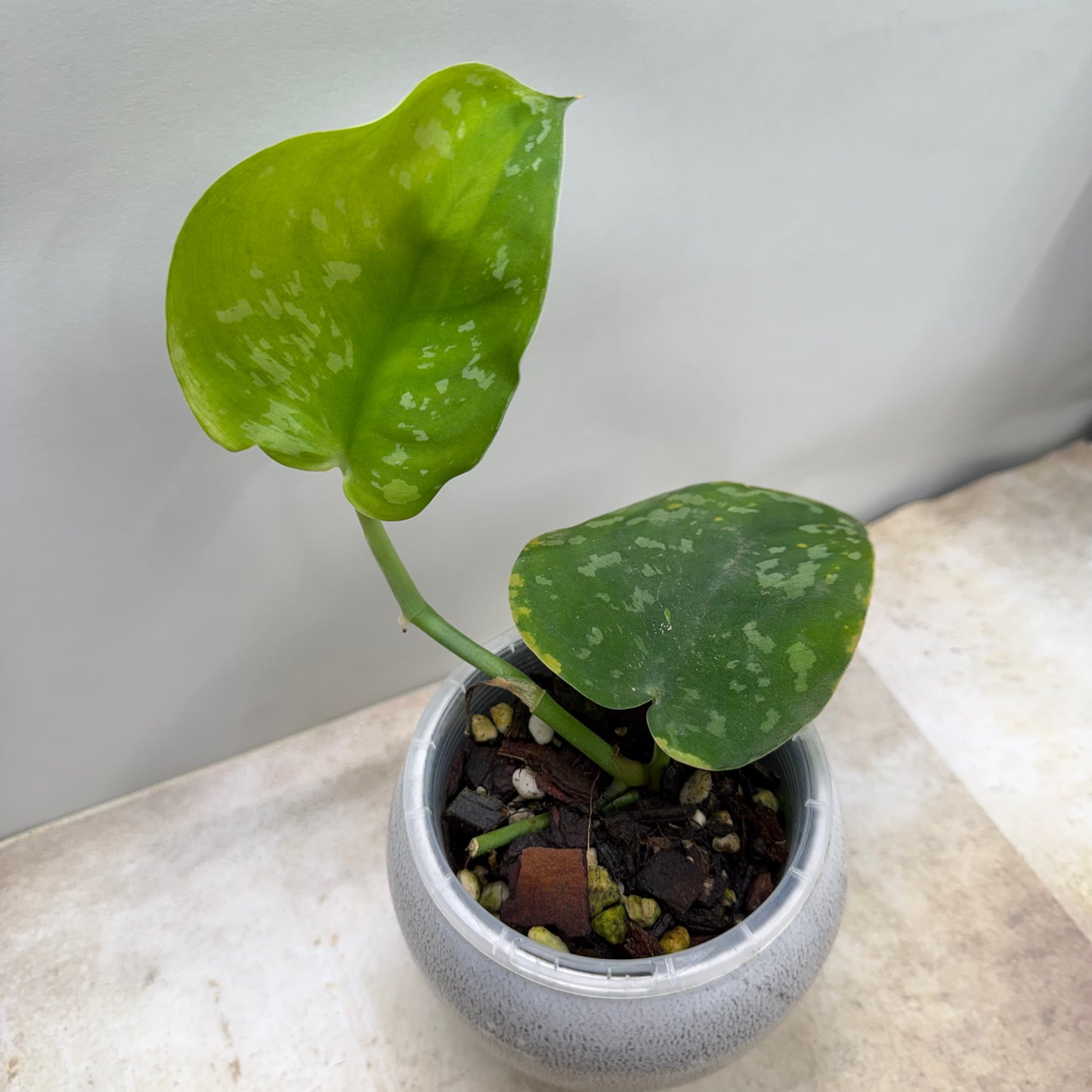 Scindapsus Baticon