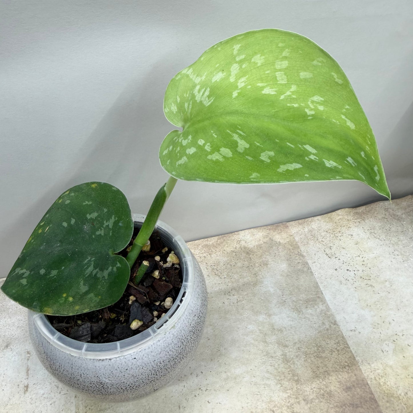 Scindapsus Baticon