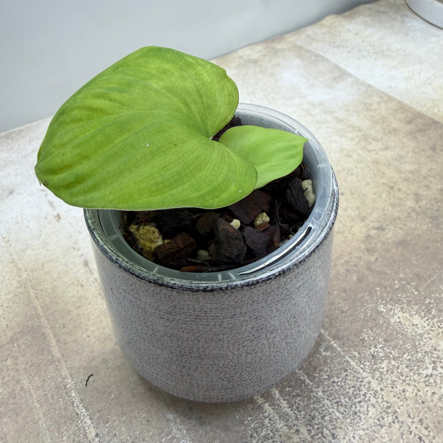 Philodendron Fibraecataphyllum
