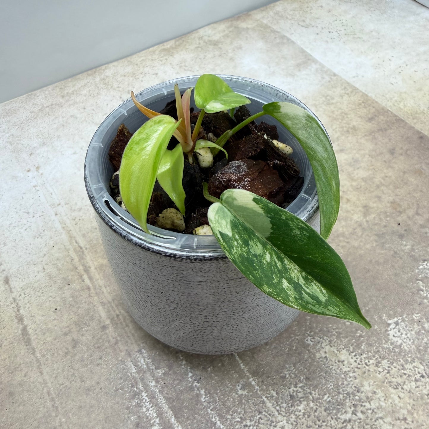 Philodendron Florida Beauty