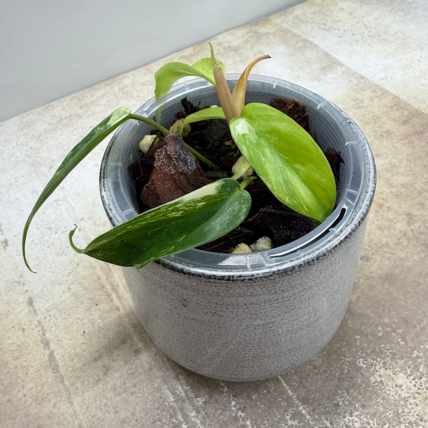 Philodendron Florida Beauty