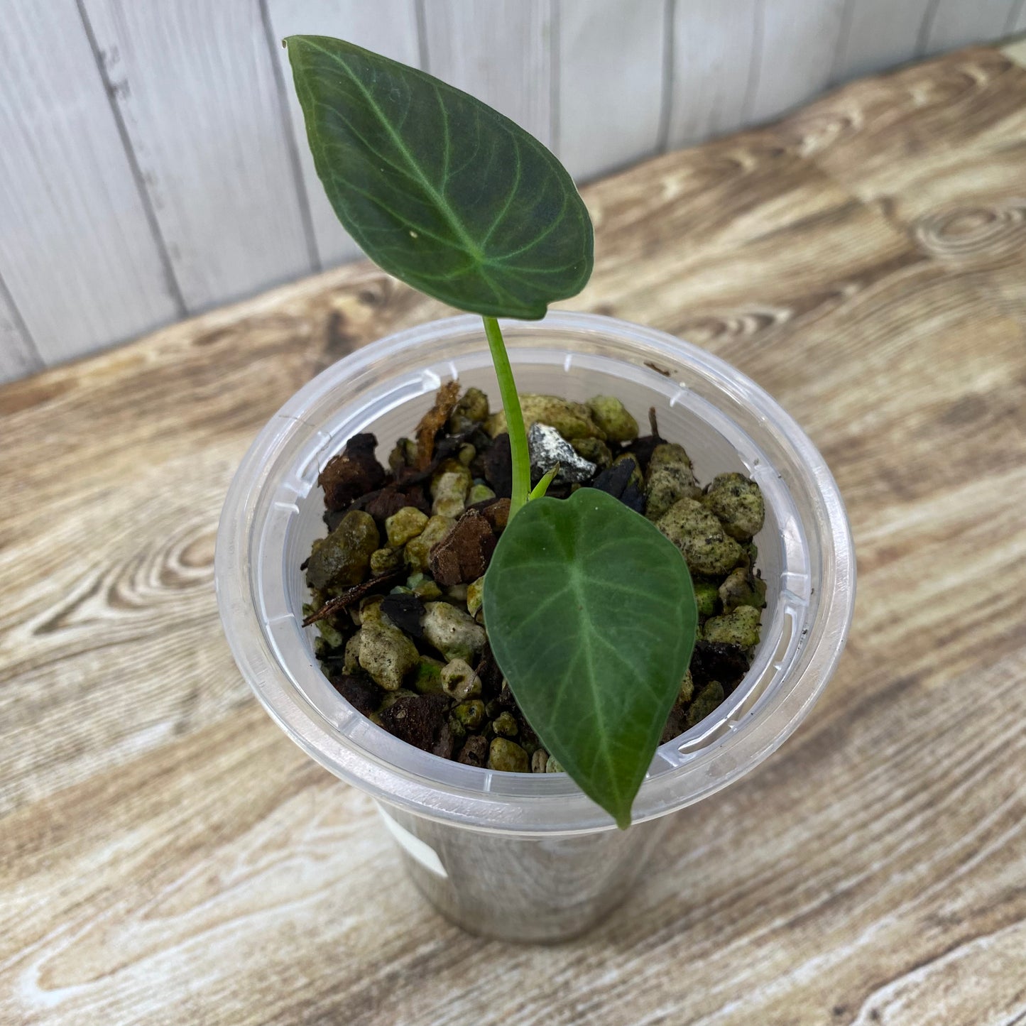 Alocasia Regal Shields - E