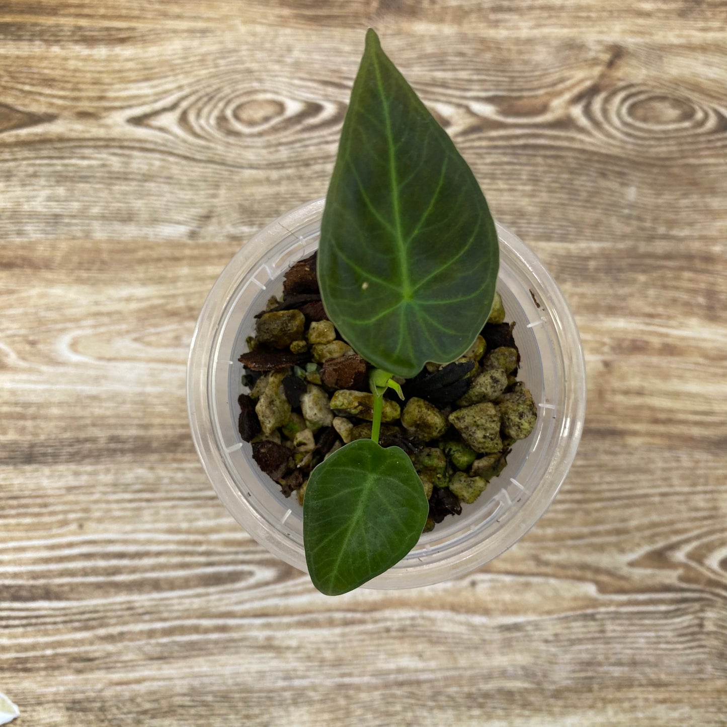Alocasia Regal Shields - E