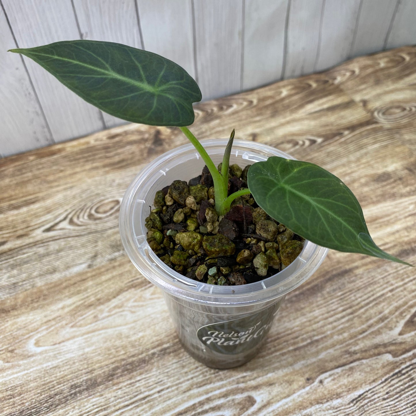 Alocasia Regal Shields - F