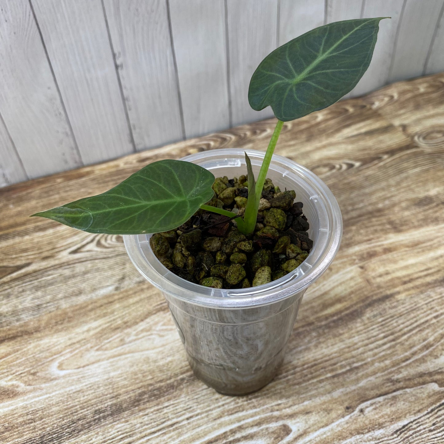 Alocasia Regal Shields - F