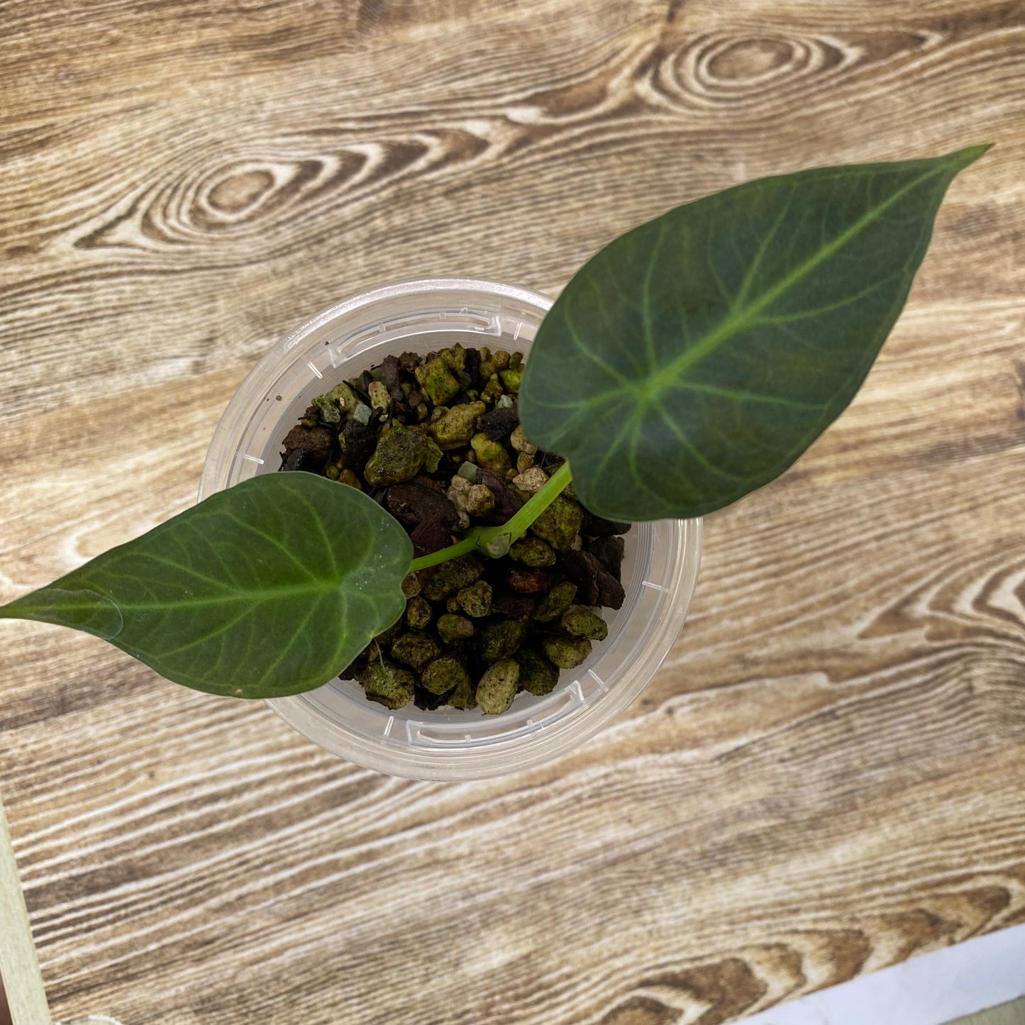 Alocasia Regal Shields - F