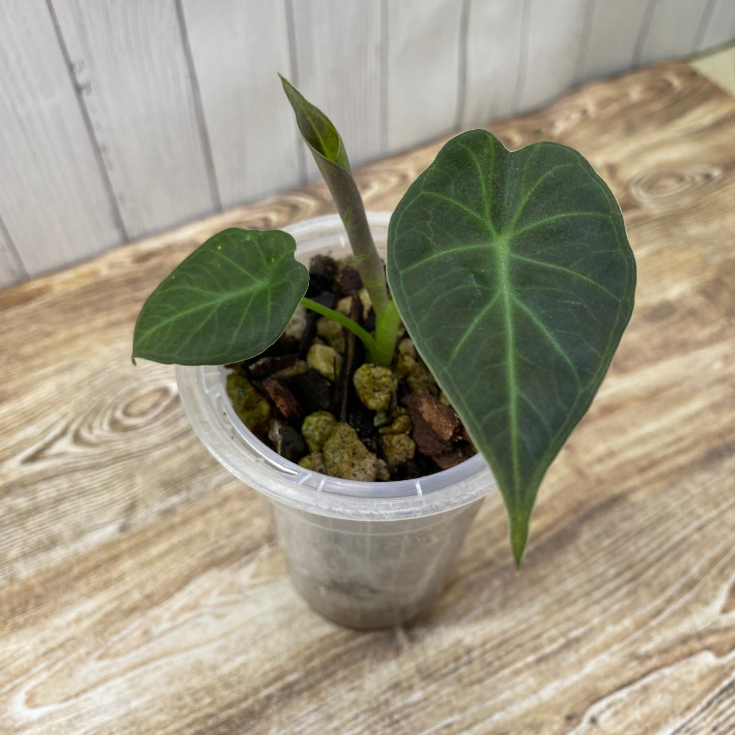 Alocasia Regal Shields - G