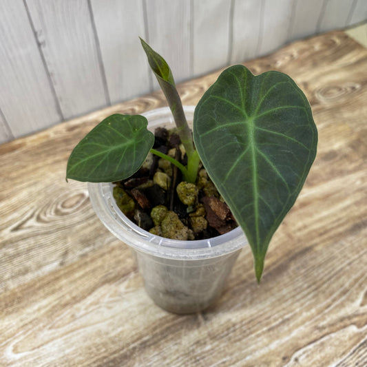 Alocasia Regal Shields - G