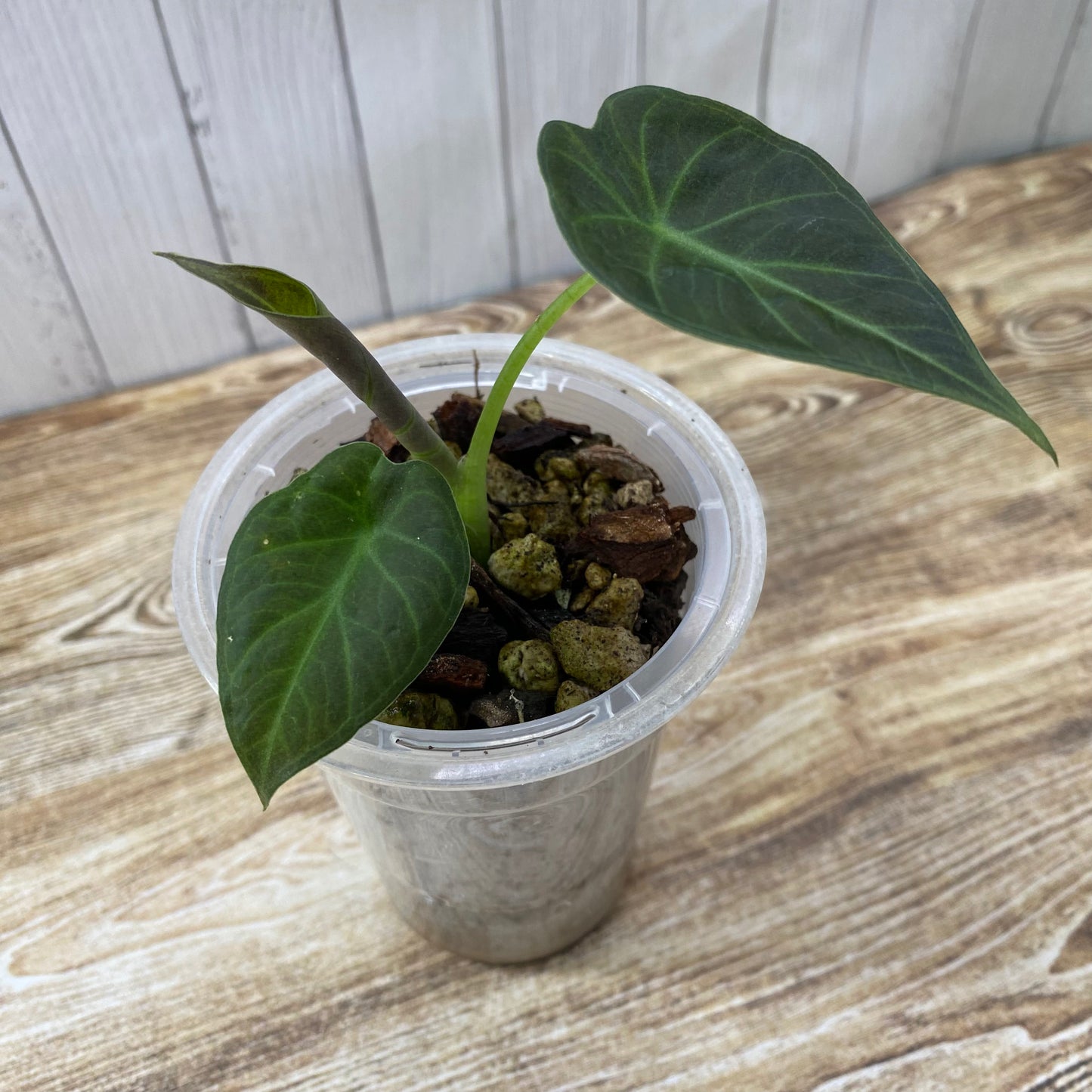 Alocasia Regal Shields - G