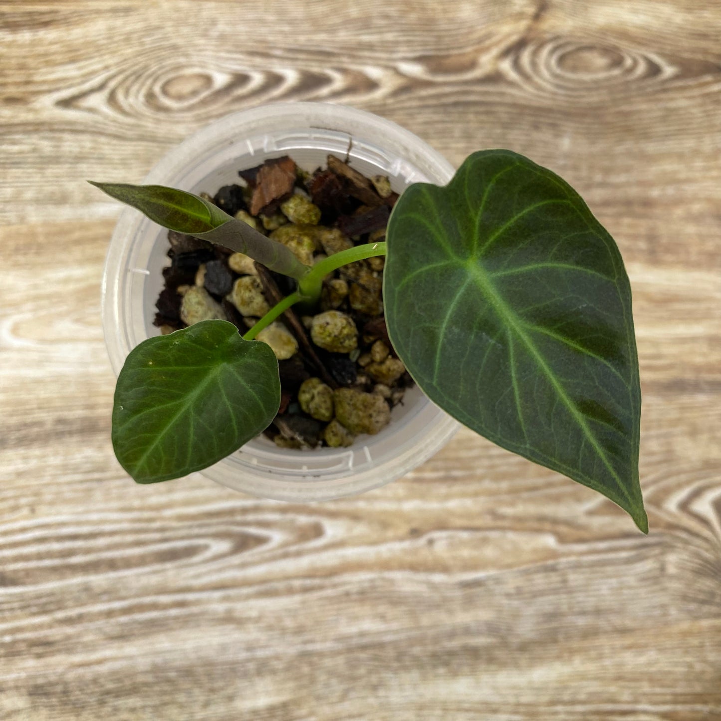 Alocasia Regal Shields - G