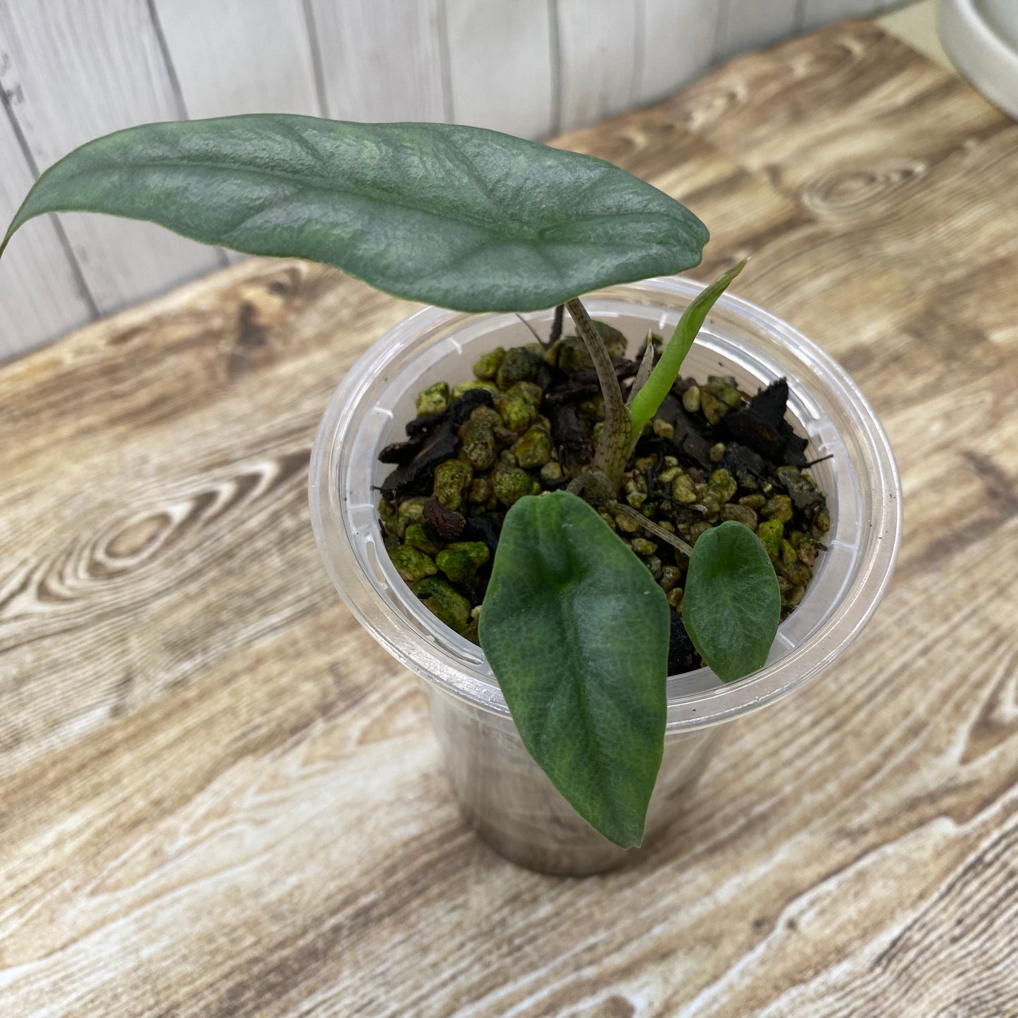 Alocasia Dragon’s Breathe - Q