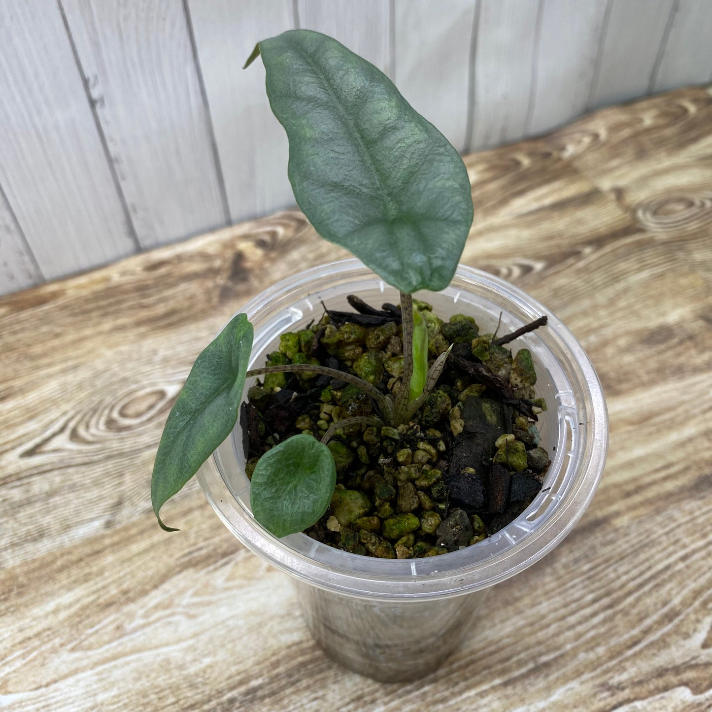 Alocasia Dragon’s Breathe - Q