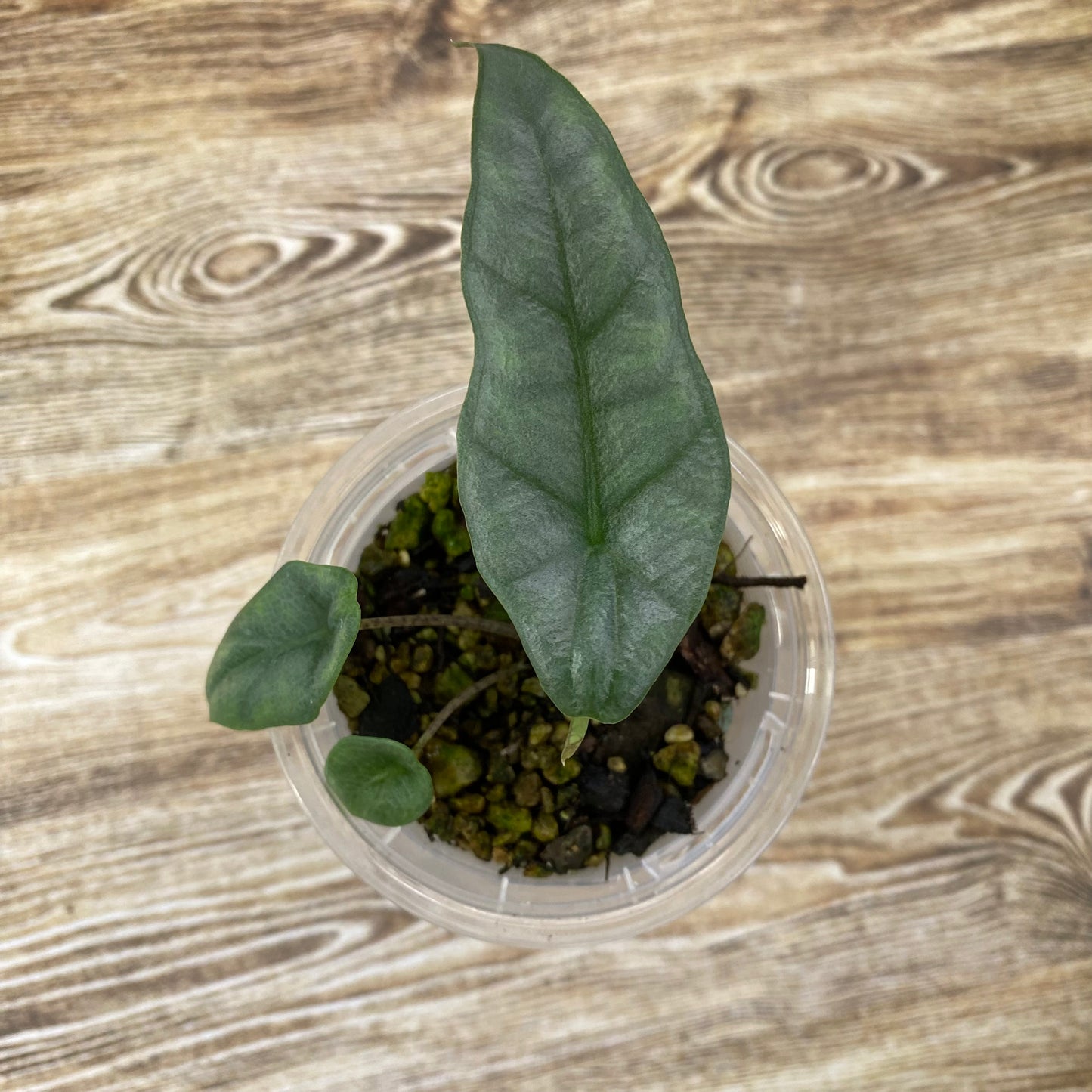 Alocasia Dragon’s Breathe - Q