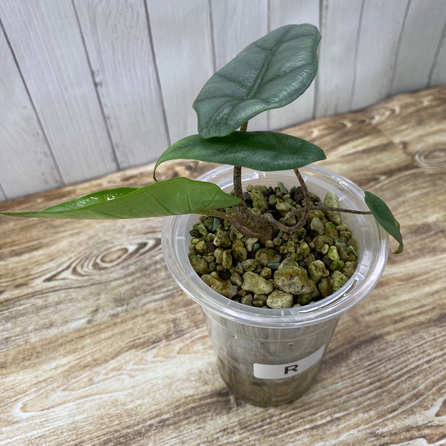 Alocasia Dragon’s Breathe - R