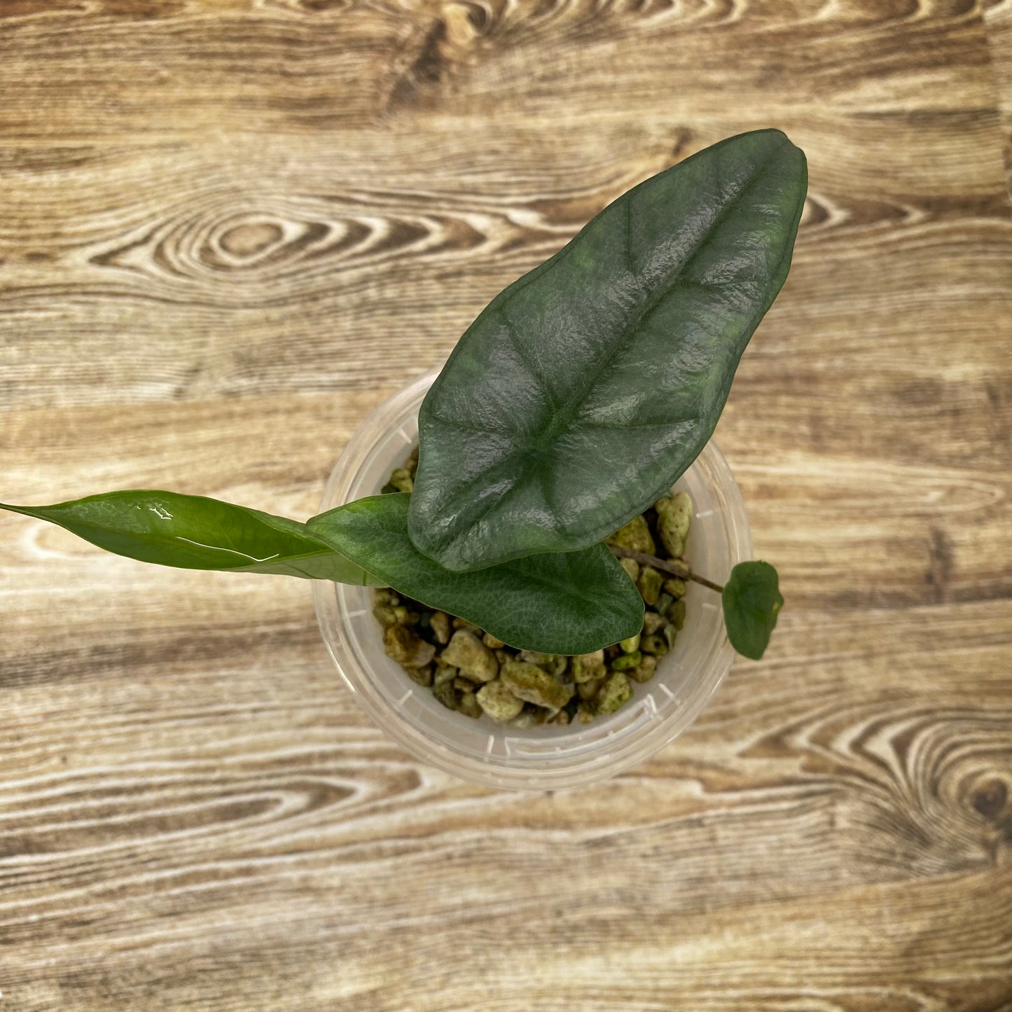 Alocasia Dragon’s Breathe - R