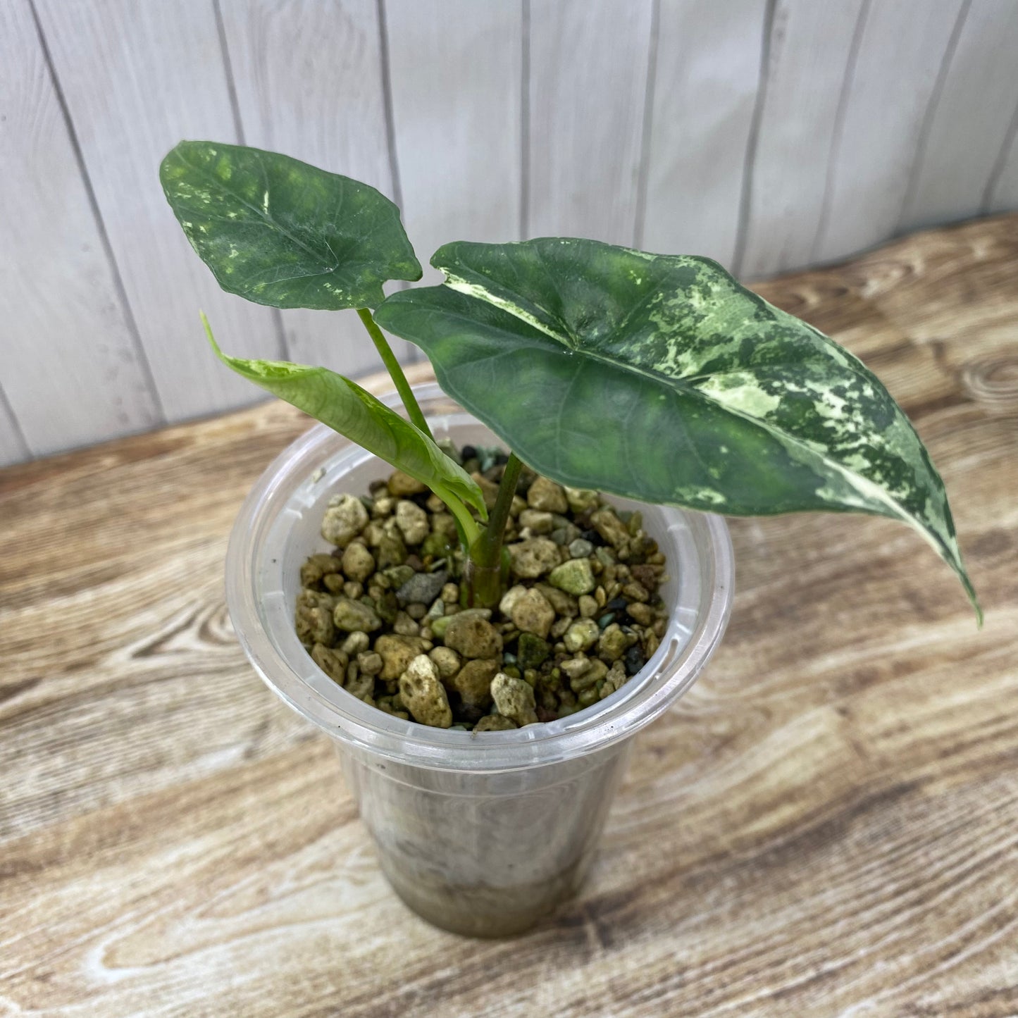Alocasia Simpo Albo Variegated